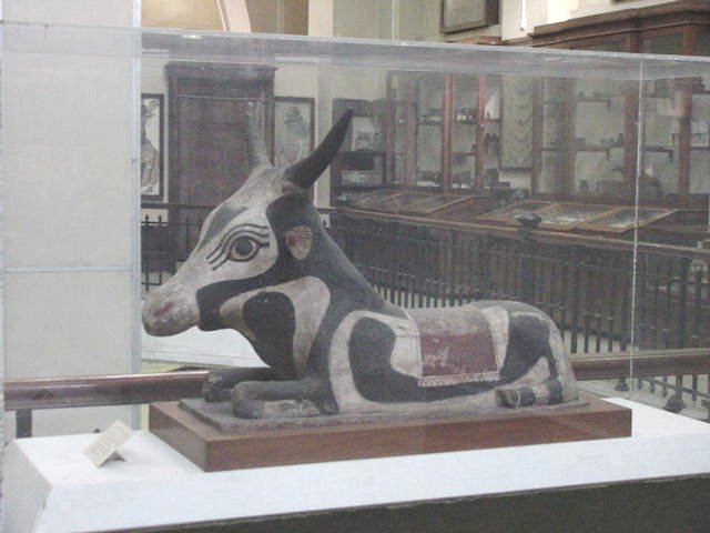 Sacred Cow. Pharaoh King Tut  Ankh Amun (Tutankhamun), Travels, Tours, Pictures, Photos, Images, Description, Information, & Reviews.