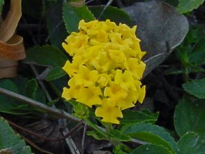 Gold Lantana, Lantana camara. Also called: Miss Huff, Spanish Flag, West Indian Lantana, Lantana, Shrub Verbena, Lantana aculeata, Lantana armata, Lantana mista. Arizona Wild Flowers. Pictures, Photos, Images, Descriptions, Information, Reviews.