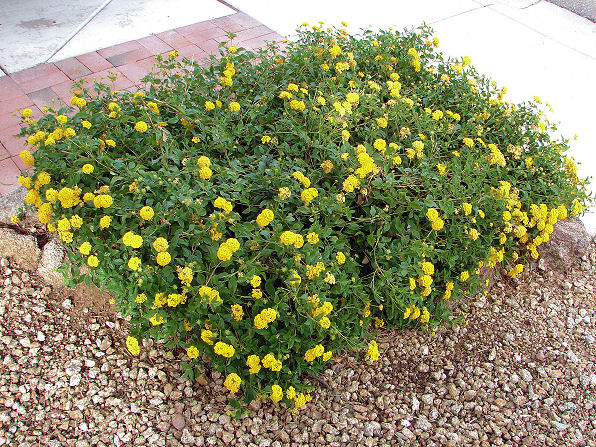 Gold Lantana, Lantana camara. Also called: Miss Huff, Spanish Flag, West Indian Lantana, Lantana, Shrub Verbena, Lantana aculeata, Lantana armata, Lantana mista. Arizona Wild Flowers. Pictures, Photos, Images, Descriptions, Information, Reviews.