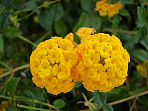 Gold Lantana, Lantana camara. Also called: Miss Huff, Spanish Flag, West Indian Lantana, Lantana, Shrub Verbena, Lantana aculeata, Lantana armata, Lantana mista. Arizona Wild Flowers. Pictures, Photos, Images, Descriptions, Information, Reviews.