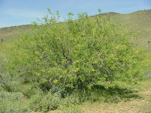Mesquite Tree Flowers. Mesquite Bean Flour Receipe For Cornbread