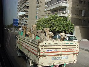Truck & Camels. Modern Day Cairo, Egypt. Travels & Tours. Pictures, Photos, Images, Descriptions, Information, & Reviews.