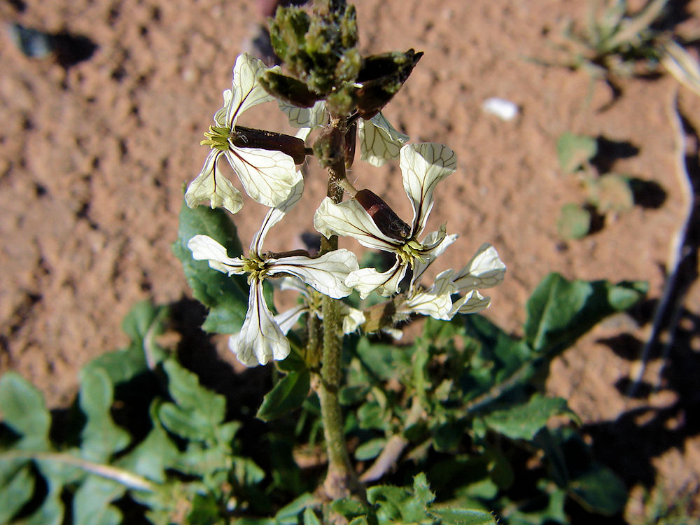 Rocket Garden Mustard, Eruca vesicaria subsp. sativa. Flowers. Also Called:  Rocket Salad Mustard, Arugula, Roquette, Rucola, Rugula, Brassica eruca, Eruca eruca, Eruca sativa, Raphanus eruca. Arizona Wild Flowers, Wildflower Pictures, Photos, Information, Descriptions, Images, & Reviews.