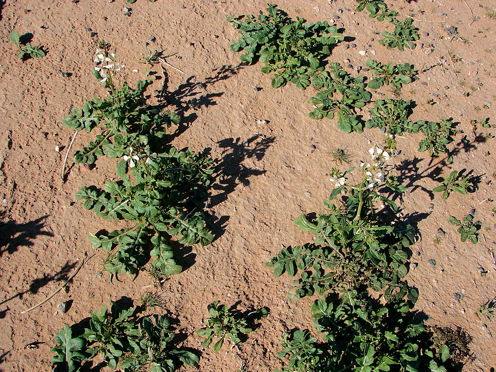 Rocket Garden Mustard, Eruca vesicaria subsp. sativa. Flowering Plants. Also Called:  Rocket Salad Mustard, Arugula, Roquette, Rucola, Rugula, Brassica eruca, Eruca eruca, Eruca sativa, Raphanus eruca. Arizona Wild Flowers, Wildflower Pictures, Photos, Information, Descriptions, Images, & Reviews.
