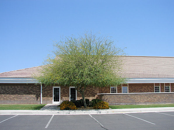 Palo Brea, Parkinsonia praecox. Also Called: Sonoran Palo Verde, Cercidium praecox, Cercidium plurifoliolatum, Caesalpinia praecox, Cercidium viride, Cercidium spinosum. Xeriscape Landscaping Plants For The Arizona Desert Environment. Pictures, Photos, Information, Descriptions, Images, & Reviews. Trees.