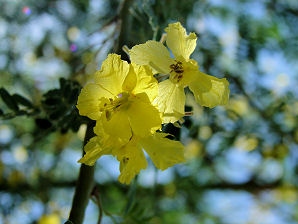 Flowers. Palo Brea, Parkinsonia praecox. Also Called: Sonoran Palo Verde, Cercidium praecox, Cercidium plurifoliolatum, Caesalpinia praecox, Cercidium viride, Cercidium spinosum. Xeriscape Landscaping Plants For The Arizona Desert Environment. Pictures, Photos, Information, Descriptions, Images, & Reviews. Trees.