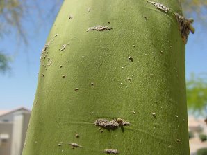 Yellow Palo Verde Tree Bark. Foothill Palo Verde, Parkinsonia (Cercidium) microphyllum. Also called littleleaf palo verde, yellow palo verde, horsebean, palo verde, lebn retama, or palo brea (tar stick). Arizona Wild Flowers. Pictures, Photos, Images, Descriptions, Information, Reviews.