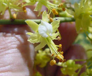 Foothill Palo Verde Flower. Foothill Palo Verde, Parkinsonia (Cercidium) microphyllum. Also called littleleaf palo verde, yellow palo verde, horsebean, palo verde, lebn retama, or palo brea (tar stick). Arizona Wild Flowers. Pictures, Photos, Images, Descriptions, Information, Reviews.