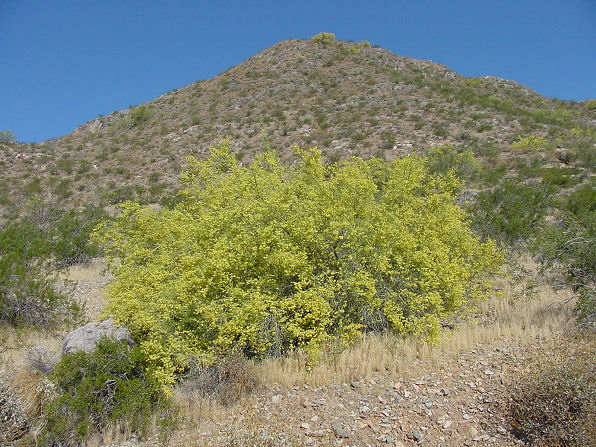 Foothill Palo Verde, Parkinsonia (Cercidium) microphyllum. Also called littleleaf palo verde, yellow palo verde, horsebean, palo verde, lebn retama, or palo brea (tar stick). Arizona Wild Flowers. Pictures, Photos, Images, Descriptions, Information, Reviews.