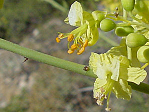 Littleleaf Palo Verde Thorns. Foothill Palo Verde, Parkinsonia (Cercidium) microphyllum. Also called littleleaf palo verde, yellow palo verde, horsebean, palo verde, lebn retama, or palo brea (tar stick). Arizona Wild Flowers. Pictures, Photos, Images, Descriptions, Information, Reviews.