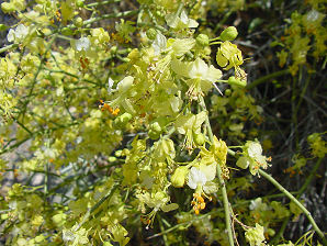 Foothill Palo Verde, Parkinsonia (Cercidium) microphyllum. Also called littleleaf palo verde, yellow palo verde, horsebean, palo verde, lebn retama, or palo brea (tar stick). Arizona Wild Flowers. Pictures, Photos, Images, Descriptions, Information, Reviews.