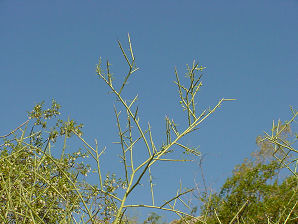 Yellow Palo Verde Thorns. Foothill Palo Verde, Parkinsonia (Cercidium) microphyllum. Also called littleleaf palo verde, yellow palo verde, horsebean, palo verde, lebn retama, or palo brea (tar stick). Arizona Wild Flowers. Pictures, Photos, Images, Descriptions, Information, Reviews.