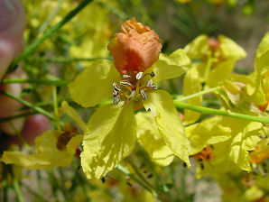 Mexican Palo Verde, Parkinsonia aculeata.  Flower. Arizona Wild Flowers. Pictures, Photos, Images, Descriptions, Information, Reviews.