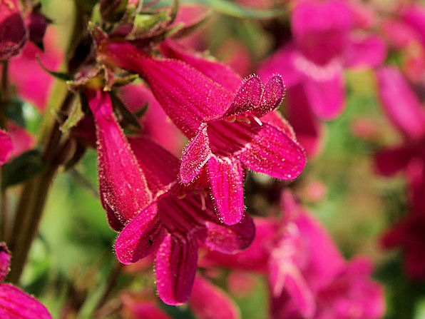 Heller's Penstemon, Penstemon triflorus. Also Called: Heller's Beardtongue, Hill Country Penstemon, Scarlet Penstemon, Penstemon triflorus subsp. triflorus. Xeriscape Landscaping Plants For The Arizona Desert Environment. Pictures, Photos, Information, Descriptions, Images, & Reviews. Perennials.