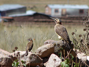 Birds. Pucar, Pucara, or Pukara Pueblo, Museum, & Archaeological Site, Peru Travels & Tours, Pictures, Photos, Images, & Reviews.