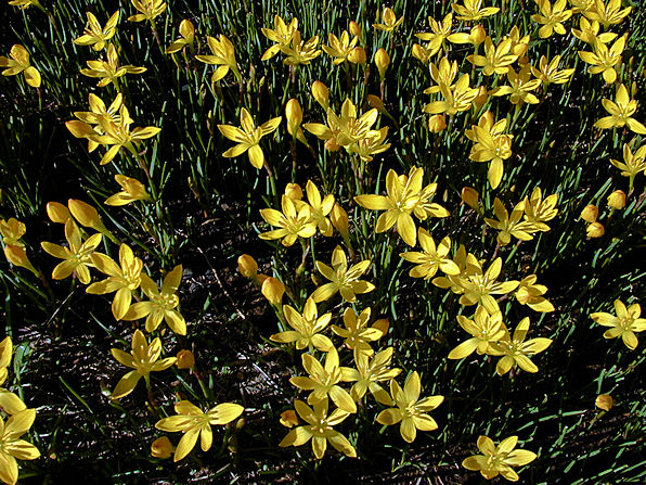 Yellow Rain Lily, Zephyranthes citrina. Also Called: Zephyranthes sulphurea, Zephyranthes eggersiana, Citron Zephyrlily, Yellow Zephyrlily. Xeriscape Landscaping Plants For The Arizona Desert Environment. Pictures, Photos, Information, Descriptions, Images, & Reviews. Perennials.