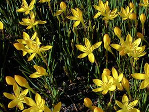 Yellow Rain Lily, Zephyranthes citrina. Also Called: Zephyranthes sulphurea, Zephyranthes eggersiana, Citron Zephyrlily, Yellow Zephyrlily. Xeriscape Landscaping Plants For The Arizona Desert Environment. Pictures, Photos, Information, Descriptions, Images, & Reviews. Perennials.