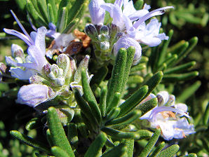 Trailing Rosemary, Rosemarinus officinalis 'Prostratus'. Also called Creeping Rosemary. Xeriscape Landscaping Plants For The Arizona Desert Environment.  Pictures, Photos, Information, Descriptions, Images, & Reviews. Groundcovers.
