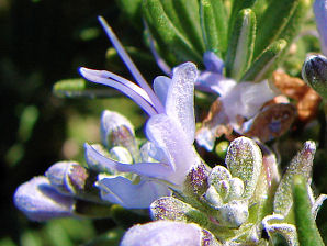 Trailing Rosemary, Rosemarinus officinalis 'Prostratus'. Also called Creeping Rosemary. Xeriscape Landscaping Plants For The Arizona Desert Environment.  Pictures, Photos, Information, Descriptions, Images, & Reviews. Groundcovers.