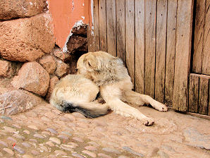 Dog. Chincheros or Chinchero & Ollantaytambo. Peru. Travels And Tours Photos, Pictures, Images, & Reviews.