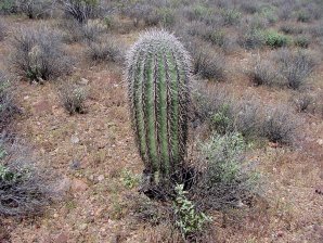 Young Saguaro