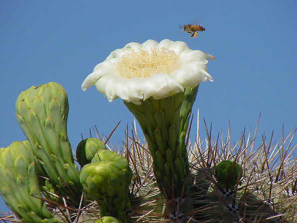 Saguaro Cactus, Carnegiea gigantea. Also Called: Cereus giganteus, Sahuara, Giant Cactus, Pilocereus engelmanii, Pilocereus giganteus. Photo Of Arizona State Flower. And Italian Honey Bee, Apis mellifera ligustica. Arizona Wild Flowers. Pictures, Photos, Images, Descriptions, Information, Reviews.