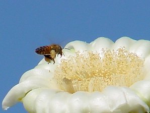 Saguaro Cactus Flowers