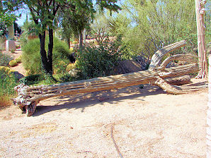 Saguaro Cactus Skelton