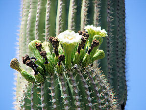 Saguaro Cactus, Cereus giganteus or Carnegiea gigantea.