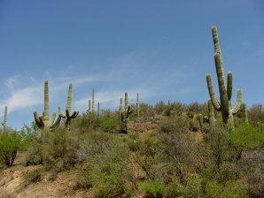 Saguaro Cactus