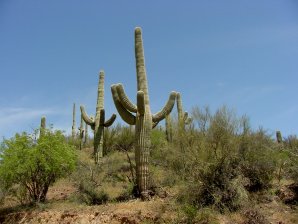 Carnegiea gigantea