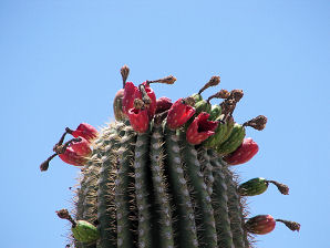 Ripe Saguaro Fruit