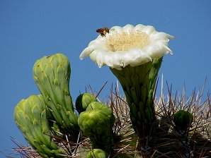 Saguaro Cactus Flowers