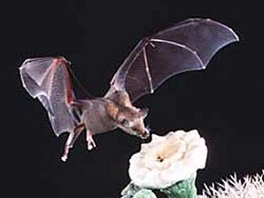 Lesser Long-Nosed Bats