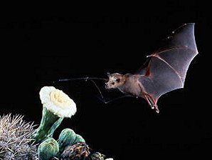 Leptonycteris curasoae yerbabuenae