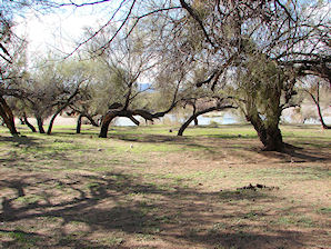 Blue Point Recreation Area. Lower Salt River Recreation Area. Arizona. Tubing, Biking, Hiking, Travels & Tours, Pictures, Photos, Images, & Reviews.