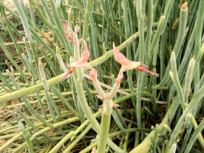 Slipper Plant, Pedilanthus macrocarpus. Also called: Lady Slipper, Slipper Flower, Lady's Slipper, and Gallito. Xeriscape Landscape Plants & Flowers For The Arizona Desert Environment. Pictures, Photos, Images, Descriptions, & Reviews. Succulents. Photo At Glendale Arizona Xeriscape Demonstration Garden.