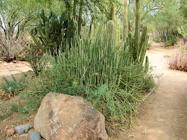 Slipper Plant, Pedilanthus macrocarpus. Also called: Lady Slipper, Slipper Flower, Lady's Slipper, and Gallito. Xeriscape Landscape Plants & Flowers For The Arizona Desert Environment. Pictures, Photos, Images, Descriptions, & Reviews. Succulents. Photo At Glendale Arizona Xeriscape Demonstration Garden.