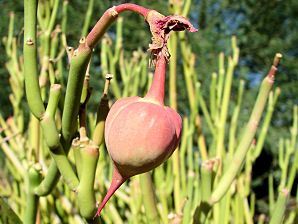 Slipper Plant, Pedilanthus macrocarpus. Also called: Lady Slipper, Slipper Flower, Lady's Slipper, and Gallito. Xeriscape Landscape Plants & Flowers For The Arizona Desert Environment. Pictures, Photos, Images, Descriptions, & Reviews. Succulents. Photo At Glendale Arizona Xeriscape Demonstration Garden.
