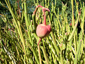 Slipper Plant, Pedilanthus macrocarpus. Also called: Lady Slipper, Slipper Flower, Lady's Slipper, and Gallito. Xeriscape Landscape Plants & Flowers For The Arizona Desert Environment. Pictures, Photos, Images, Descriptions, & Reviews. Succulents. Photo At Glendale Arizona Xeriscape Demonstration Garden.
