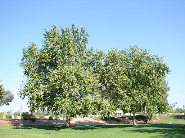 Arizona Sycamore Tree, Platanus wrightii.  Also called: Plane Tree, Planetree, in Spanish it is called Alamo. Arizona Wild Flowers. Pictures, Photos, Images, Descriptions, Information, Reviews.