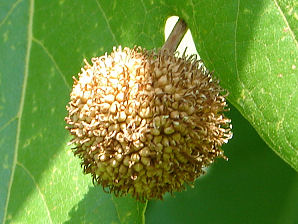 Arizona Sycamore Tree, Platanus wrightii.  Also called: Plane Tree, Planetree, in Spanish it is called Alamo. Arizona Wild Flowers. Pictures, Photos, Images, Descriptions, Information, Reviews.
