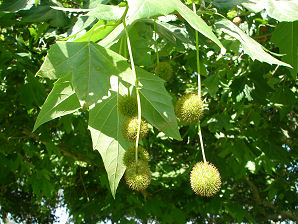 Arizona Sycamore Tree, Platanus wrightii.  Also called: Plane Tree, Planetree, in Spanish it is called Alamo. Arizona Wild Flowers. Pictures, Photos, Images, Descriptions, Information, Reviews.