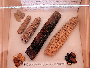 800 Year Old Corn & Beans. Wupatki National Monument & Wupatki Pueblo, Anasazi & Sinagua Ruins, Flagstaff, Arizona. Hikes, Travels, & Tours. Photos, Pictures, Images, & Reviews.