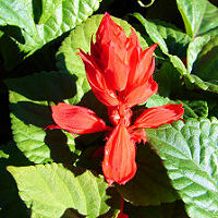 Salvia splendens, Salvia.