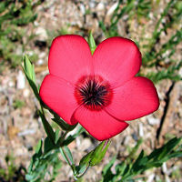 Linum grandiflorum var rubrum