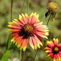 Gaillardia pulchella