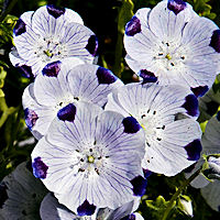 Nemophila maculata