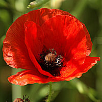 Papaver rhoeas