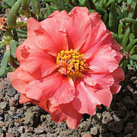 Portulaca grandiflora
